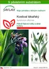 SAFLAX - Kostival lékařský - Symphytum officinale - 15 Náhled obrázku produktu 1