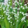 6 x mughetto bianco - Convallaria majalis | vaso 9cm x 9cm Anteprima dell’immagine prodotto 2