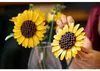 LEGO Botanicals 11502 Bouquet de tournesols - Ensemble de Voir les images du produit 31