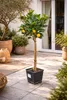 Oranger Citrus sinensis Washington Navel 120–140 cm – Voir les images du produit 3