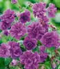A close-up view of several purple double-petaled flowers with green foliage in the background. Produktbild-Vorschau