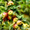 Hnojivo na bázi síranu amonného (20 kg – pro 400 m²) - Náhled obrázku produktu 5