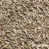 Zierrasensamen - Elegant (15 kg für 750 m2)- Organifer Produktbild-Vorschau 5