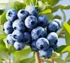 Dünger Für Heidelbeeren Blaubeeren Obstdünger Beerendünger Produktbild-Vorschau 2