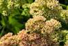 Prächtige Fetthenne Carmen, im 9 cm Topf - Sedum spectabile Produktbild-Vorschau 4
