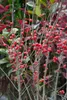 Ilex verticillata, Winterbeere, 60–80 cm, leuchtend rote Produktbild-Vorschau 6