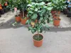 Bergamotte Pflanze 80–100 cm – Citrus Bergamia Fantastico – Produktbild-Vorschau 2