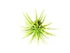 Gardners Tillandsia ionantha green Náhled obrázku produktu 4