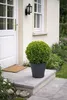 Buchsbaum Kugel Ø 22–25 cm – Buxus sempervirens Produktbild-Vorschau 1