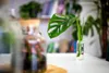 Gardners Monstera adansonii Monkey Mask - odrezky na Náhľad obrázku produktu 4