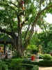Bodhi-Baum (Ficus religiosa)  - 1 Portion Samen Produktbild-Vorschau 2