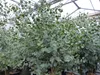 Eucalyptus Stamm Eukalyptusbaum, 90 - 120 cm, Pflanze Produktbild-Vorschau 5
