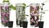 Three potted magnolia plants with decorative packaging. Produktbild-Vorschau