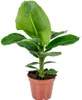 Bloomique - Musa Dwarf Cavendish - Bananier d’intérieur - Voir les images du produit 1