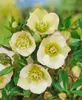 Helleborus x orientalis 'Ballard', Lenzrose, ca. 11x11 cm Produktbild-Vorschau 11