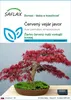 SAFLAX - Červený vejár javor - Acer palmatum atropurpureum Náhľad obrázku produktu 1
