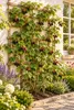 Dornlose Brombeere Chester Thornless 50–70 cm – Rubus Produktbild-Vorschau 3