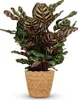 Calathea Makoyana Pfauen Korbmarante 70cm - Zimmerpflanze Produktbild-Vorschau 1