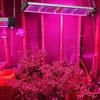50cm Pflanzenlampe Mit Zugkettenschalter LED Vollspektrum Produktbild-Vorschau 4