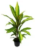 Lot 3 kusů Cordyline fruticosa, Lys Club, 12cm květináč Náhled obrázku produktu 2