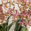 Orchidea Phalaenopsis Spider Orange Ø9cm - Pianta da Anteprima dell’immagine prodotto 2