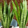 2x Bogenhanf, pflegeleichte Zimmerpflanzen, Sansevieria Produktbild-Vorschau 5
