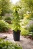 Pianta di luppolo Humulus lupulus 40–60 cm – Luppolo vero, Anteprima dell’immagine prodotto 2