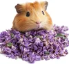 Bylinné domáce zvieratá - Kvet Čierneho Slézu 20g Herbal Náhľad obrázku produktu 2