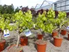 Vitis Vinifera kernlos rote & helle Trauben Weinstock, Produktbild-Vorschau 5