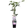 Waldrebe Clematis armandii Apple Blossom Produktbild-Vorschau 3