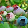A close-up view of several blueberries on a branch, some are green and unripe, while one is ripe and blue. Anteprima dell’immagine prodotto