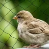MIKONI Vogelschutznetz | 8 x 14m | SCHWARZ | +16x ERDANKER Produktbild-Vorschau 4