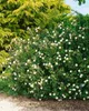 Cistus laurifolius, Zistrose, immergrün, ca. 11x11 cm Topf Produktbild-Vorschau 6