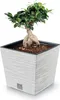 A bonsai tree in a decorative square pot. Náhľad obrázku produktu