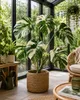 Monstera Deliciosa Variegata, wysokość 40-50 cm | Rzadka, Podgląd zdjęcia produktu 3