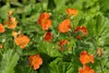 Stauden Gänge 10 x Geum coccim 'Koi' - Orangerotblühender Produktbild-Vorschau 5