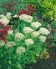 Sedum spectabile 'Stardust', Fetthenne, weißblühend, ca. Produktbild-Vorschau 4