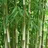 Set di 4 bambù Fargesia robusta Pingwu, bambù da giardino Anteprima dell’immagine prodotto 5