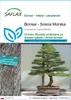 SAFLAX - Bonsai - Sosna Morska - 200 Nasiona - Casuarina Podgląd zdjęcia produktu 1