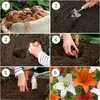 Bulbi di giglio resistenti al freddo, perenni - Collezione Anteprima dell’immagine prodotto 4