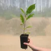Magnolia Betty 2L Podgląd zdjęcia produktu 9