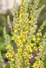Verbascum nigrum, Schwarze Königskerze, gelb, ca. 9x9 cm Produktbild-Vorschau 1