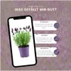 Plants by Frank | 6 Französische Lavendel Pflanzen | Produktbild-Vorschau 5