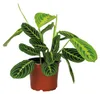 Bloomique - Maranta Lemon Lime - Plante priante - Plante Voir les images du produit 1