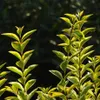 Goldliguster - Ligustrum ovalifolium Aureum 2-3 Liter Produktbild-Vorschau 2