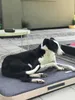 DOTTY ortopedický matrac pre psa, pamäťová pena VISCO, Náhľad obrázku produktu 5