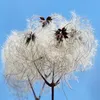 2 x Clematis Summer Snow | zestaw 2 powojników - białe, Podgląd zdjęcia produktu 4