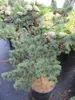 Pinus parviflora Glauca - Blaue Mädchenkiefer - 50-60 cm Produktbild-Vorschau 3