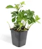 Půdopokryvná rostlina – stínomilná – pachysandra – Náhled obrázku produktu 6