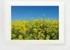Blumen Gerahmtes Bild Mit Edlem Passepartout | Wand-Bilder Produktbild-Vorschau 1